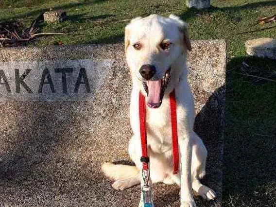Cachorro raça Mestiça de labrador. idade 2 anos nome VALENTINA