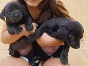 Cachorro raça sem raça definida idade Abaixo de 2 meses nome Filhotes