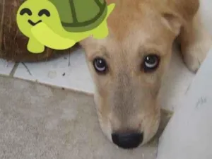 Cachorro raça SRD-ViraLata idade 2 a 6 meses nome Max