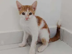 Gato raça Não possui idade 2 a 6 meses nome Simba