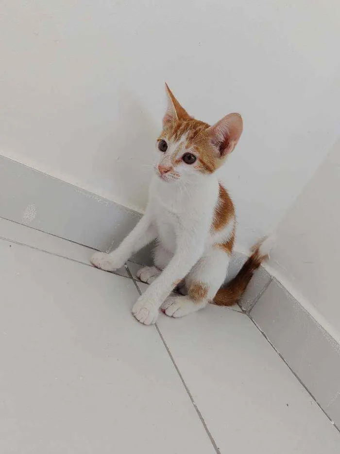 Gato ra a Não possui idade 2 a 6 meses nome Simba