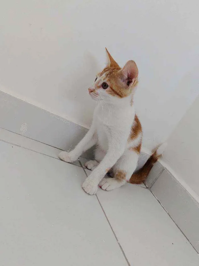 Gato ra a Não possui idade 2 a 6 meses nome Simba