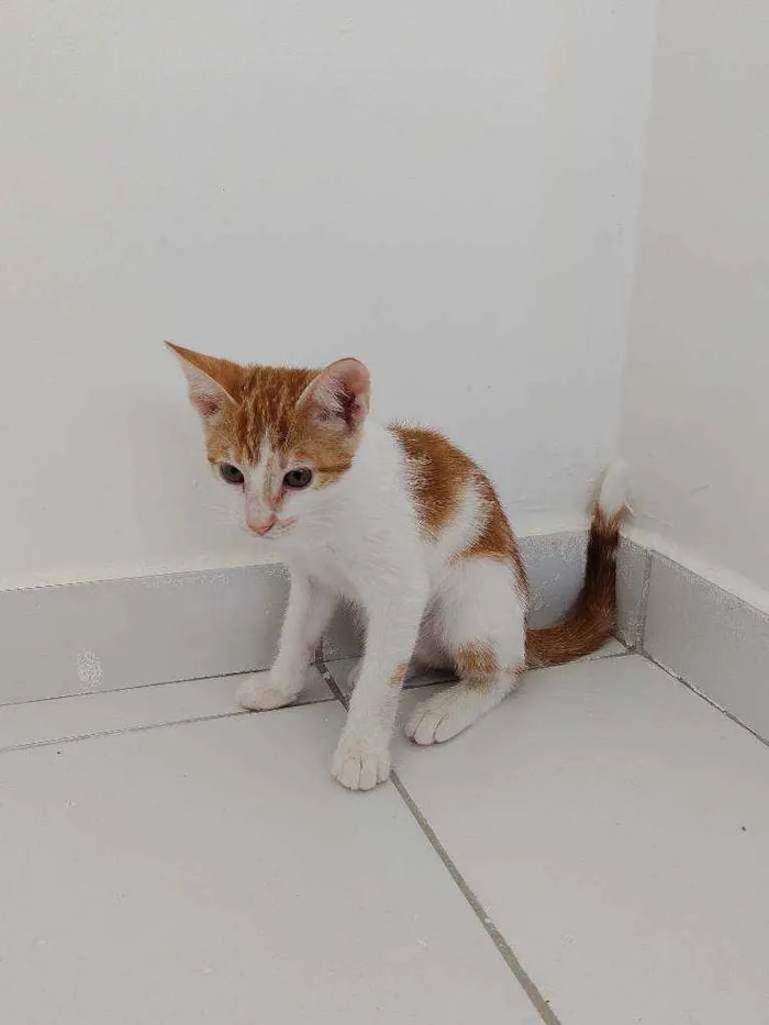 Gato ra a Não possui idade 2 a 6 meses nome Simba