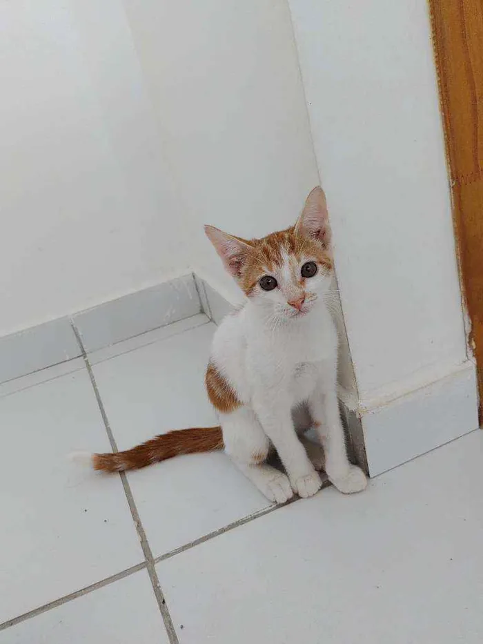 Gato ra a Não possui idade 2 a 6 meses nome Simba