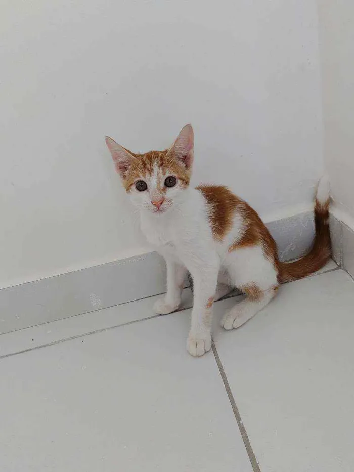 Gato ra a Não possui idade 2 a 6 meses nome Simba