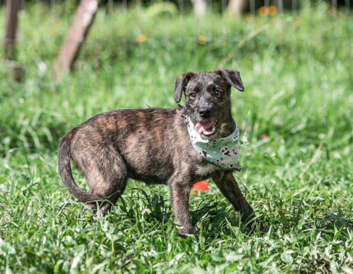 Cachorro raça SRD idade 2 a 6 meses nome AMORA
