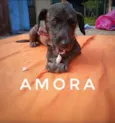 Cachorro raça SRD idade 2 a 6 meses nome AMORA