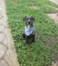 Cachorro raça SRD idade 2 a 6 meses nome AMORA
