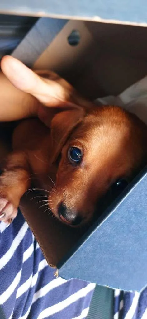 Cachorro raça Dachsmund idade Abaixo de 2 meses nome Ralph