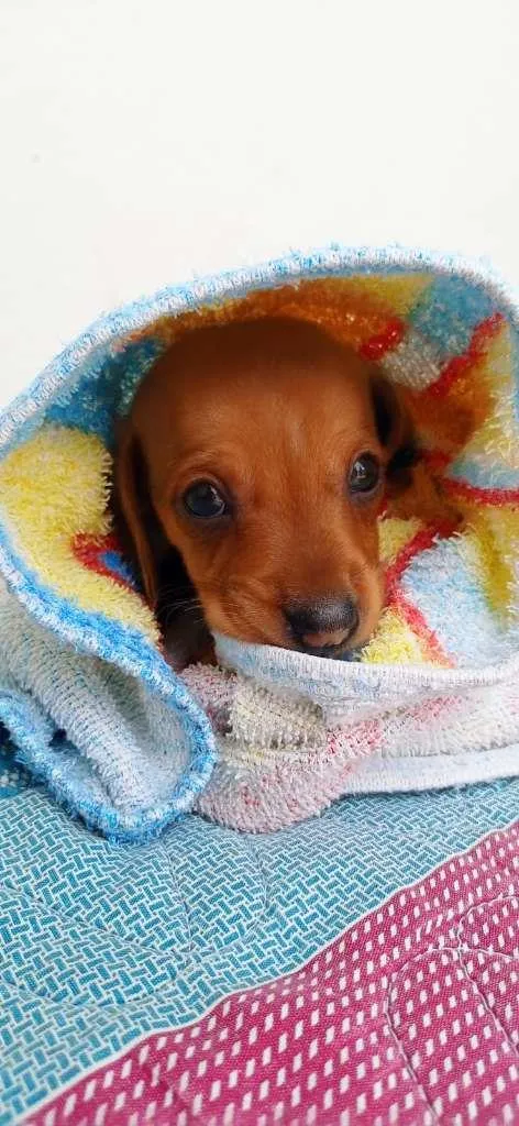 Cachorro raça Dachsmund idade Abaixo de 2 meses nome Ralph