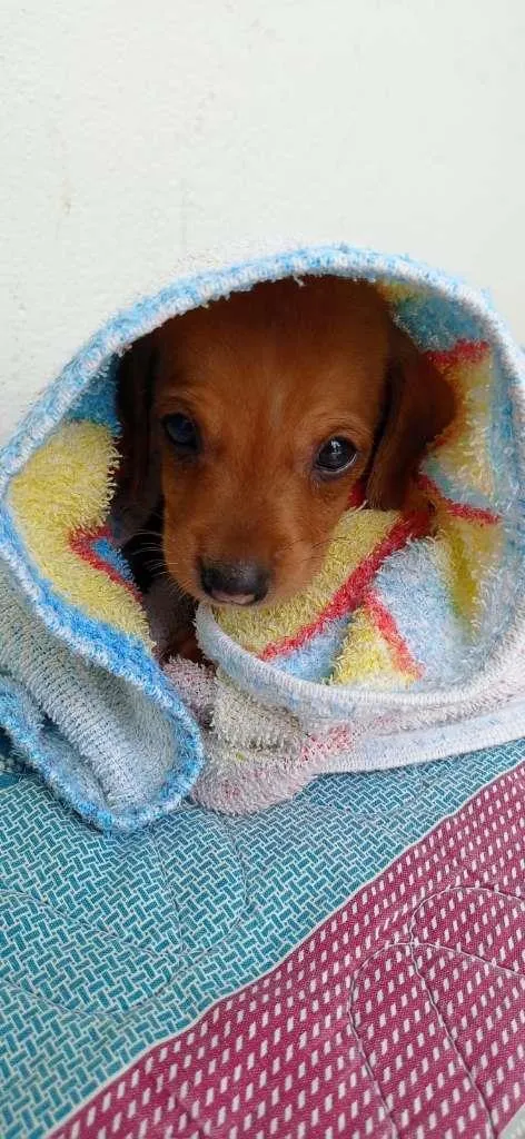 Cachorro raça Dachsmund idade Abaixo de 2 meses nome Ralph