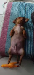 Ralph