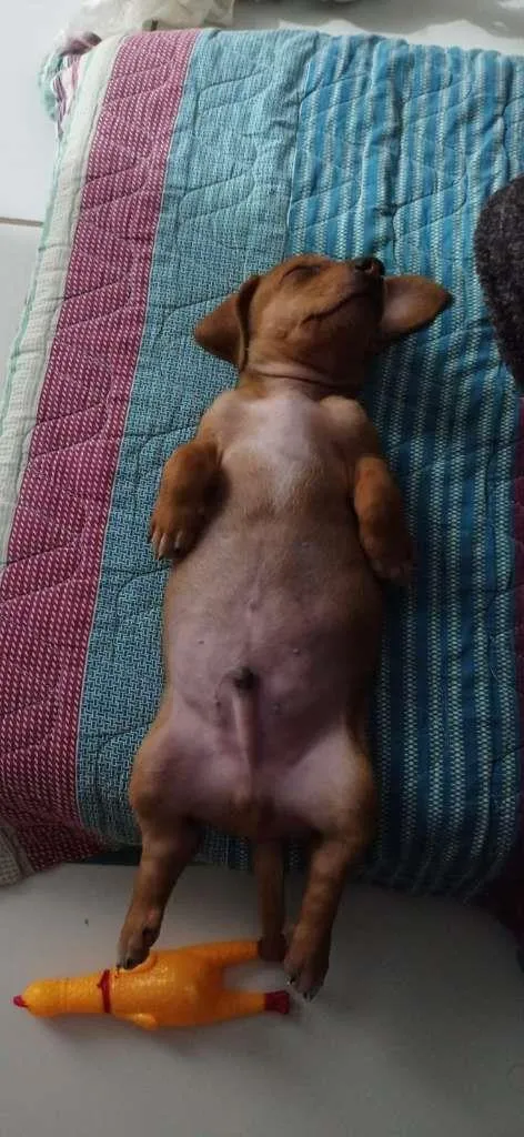 Cachorro raça Dachsmund idade Abaixo de 2 meses nome Ralph