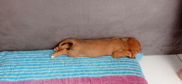 Cachorro raça Dachsmund idade Abaixo de 2 meses nome Ralph