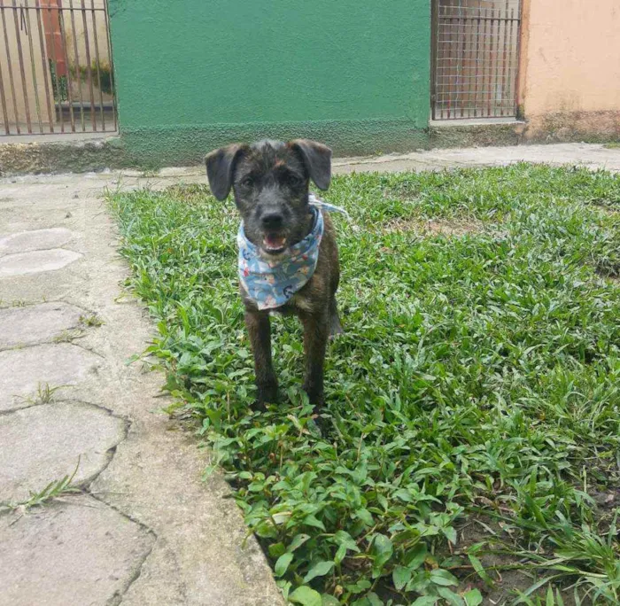 Cachorro raça SRD idade 2 a 6 meses nome AMORA