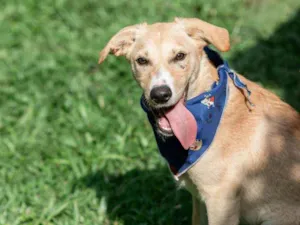 Cachorro raça SRD idade 2 a 6 meses nome Cookie