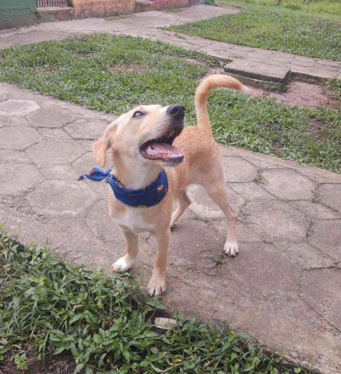 Cachorro raça SRD idade 2 a 6 meses nome Cookie