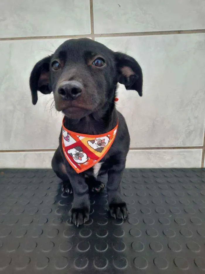 Cachorro raça SRD idade 2 a 6 meses nome Pitoco