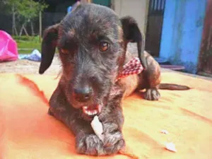 Cachorro raça SRD idade 2 a 6 meses nome AMORA