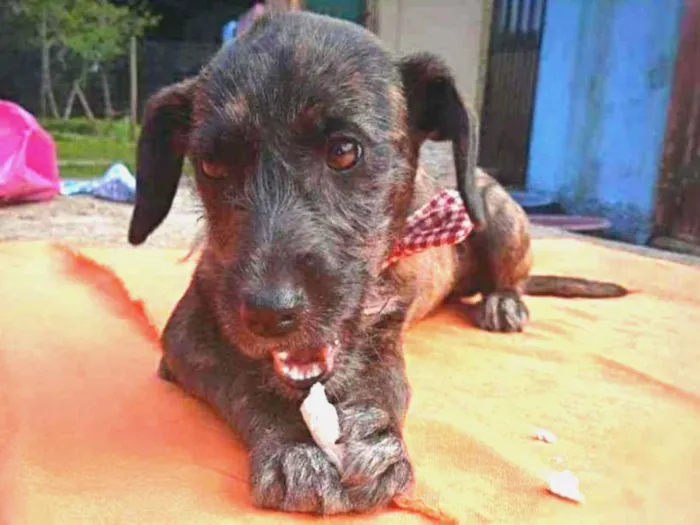 Cachorro raça SRD idade 2 a 6 meses nome AMORA