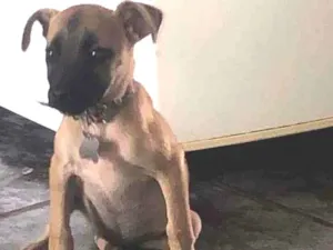 Cachorro raça SRD-ViraLata idade Abaixo de 2 meses nome Cãezinhos