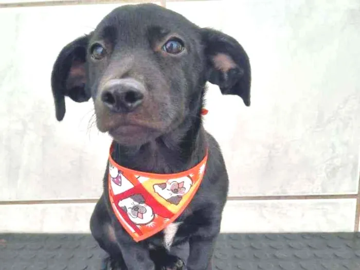 Cachorro raça SRD idade 2 a 6 meses nome Pitoco