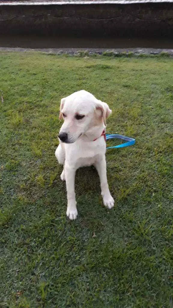 Cachorro raça Mestiça de labrador. idade 2 anos nome VALENTINA