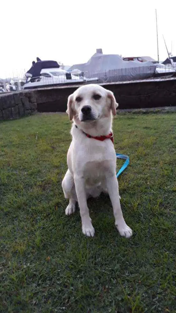 Cachorro raça Mestiça de labrador. idade 2 anos nome VALENTINA
