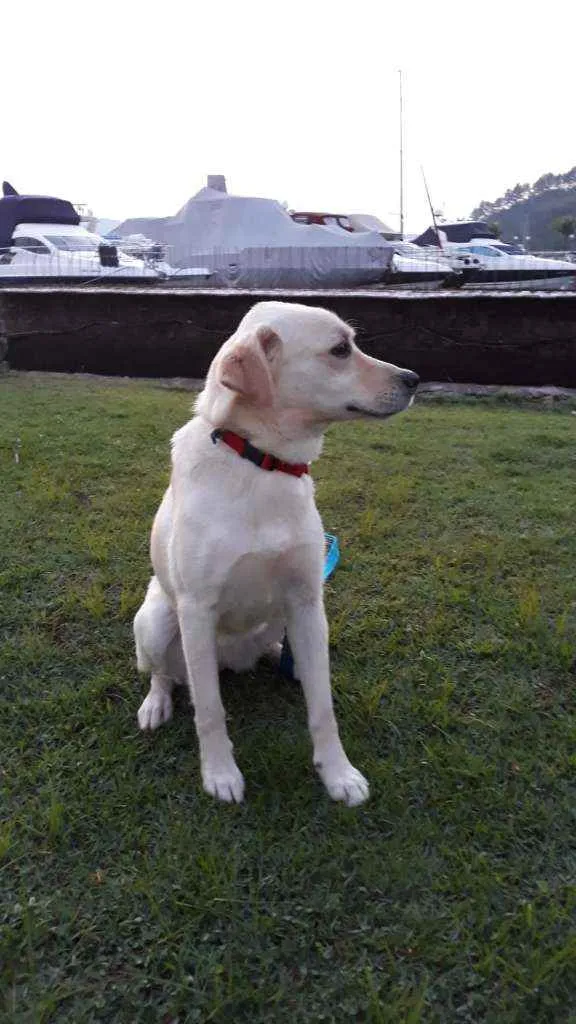 Cachorro raça Mestiça de labrador. idade 2 anos nome VALENTINA