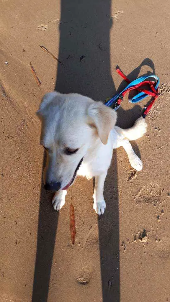 Cachorro raça Mestiça de labrador. idade 2 anos nome VALENTINA