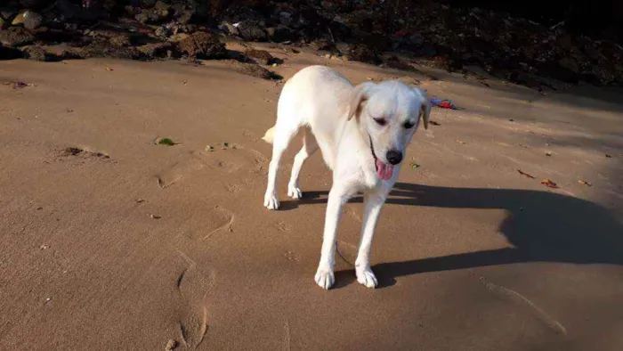 Cachorro raça Mestiça de labrador. idade 2 anos nome VALENTINA