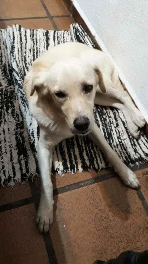 Cachorro raça Mestiça de labrador. idade 2 anos nome VALENTINA