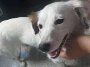 Cachorro raça Srd idade 3 anos nome Meg