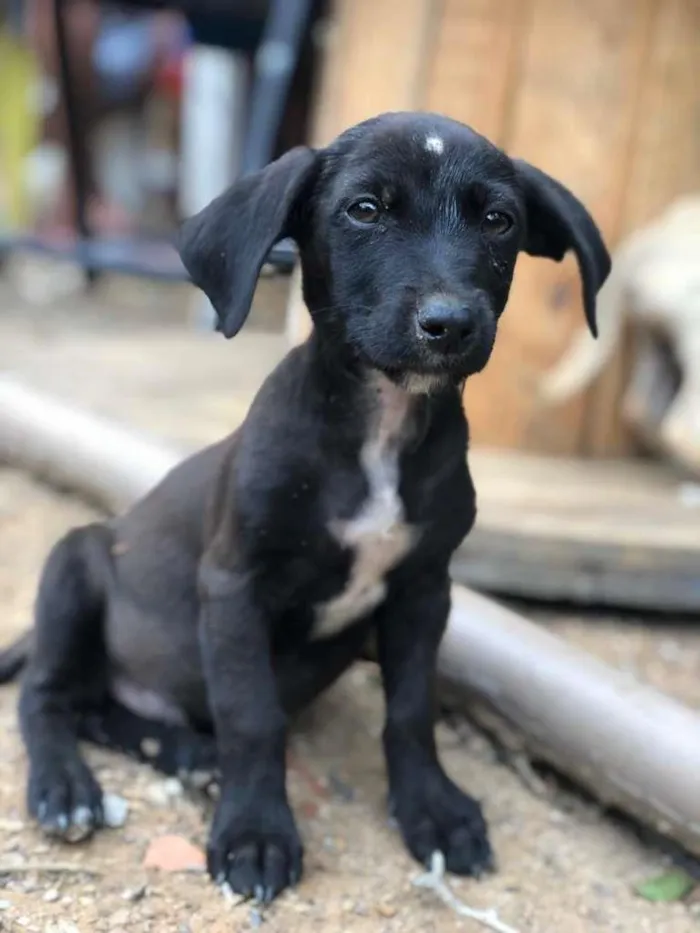 Cachorro raça  idade 2 a 6 meses nome Pretinho