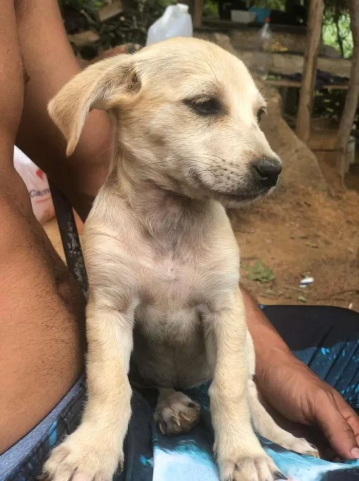 Cachorro raça SRD-ViraLata idade 2 a 6 meses nome Ritinha