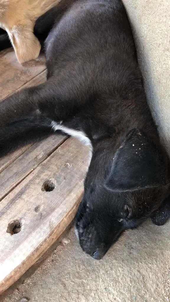 Cachorro raça SRD-ViraLata idade 2 a 6 meses nome Viola
