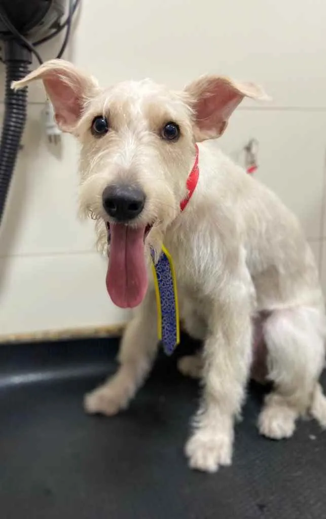 Cachorro ra a Mix  Fox Terrier pelo Duro idade 1 ano nome Denis