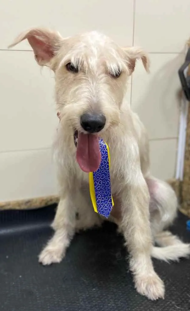 Cachorro ra a Mix  Fox Terrier pelo Duro idade 1 ano nome Denis