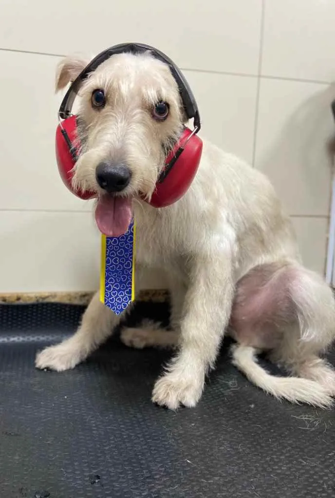 Cachorro ra a Mix  Fox Terrier pelo Duro idade 1 ano nome Denis