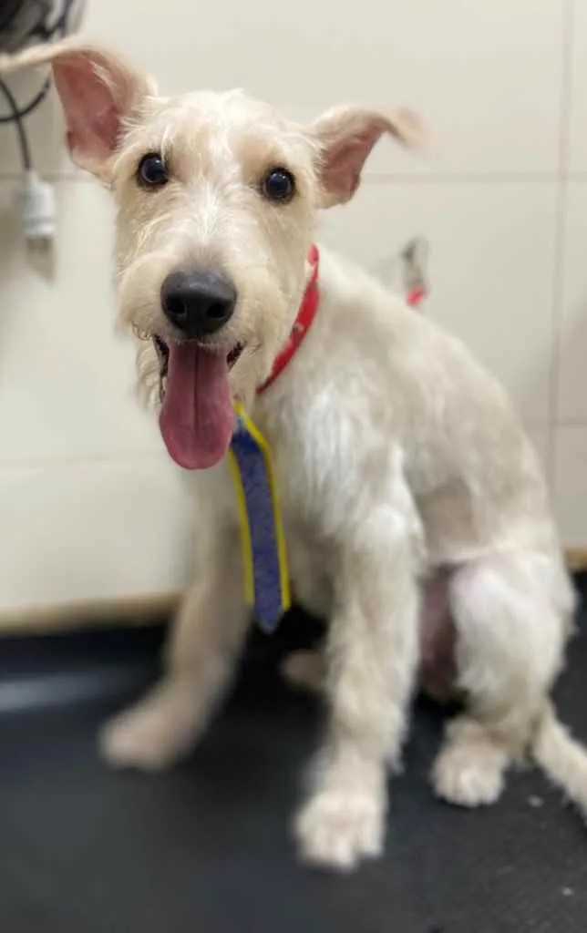 Cachorro ra a Mix  Fox Terrier pelo Duro idade 1 ano nome Denis