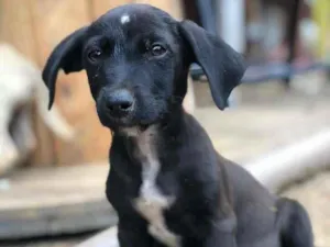 Cachorro raça  idade 2 a 6 meses nome Pretinho