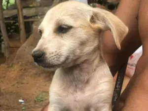 Cachorro raça SRD-ViraLata idade 2 a 6 meses nome Ritinha