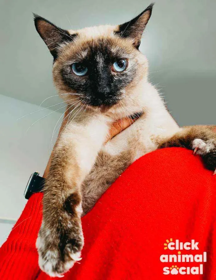 Gato ra a Srd idade  nome Rosa