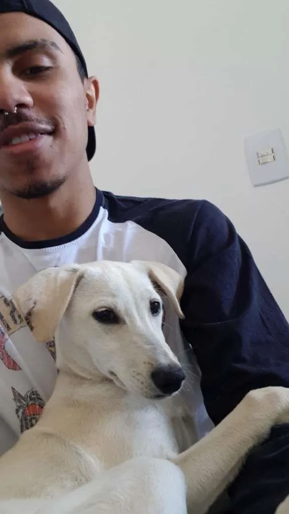 Cachorro ra a SRD-ViraLata idade 7 a 11 meses nome Max