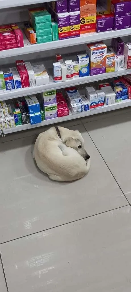 Cachorro ra a SRD-ViraLata idade 7 a 11 meses nome Max