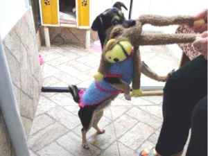 Cachorro raça Viralata idade 1 ano nome Kiara