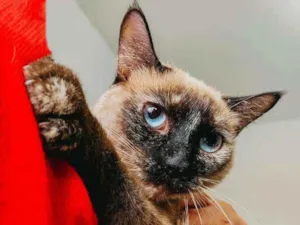 Gato raça Srd idade  nome Rosa