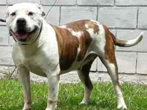 Cachorro raça Pitbull  idade 6 ou mais anos nome CYBORG