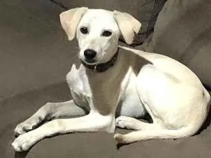 Cachorro ra a SRD-ViraLata idade 7 a 11 meses nome Max