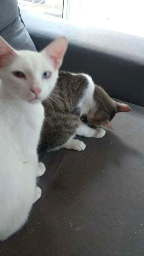 Gato ra a  idade 2 a 6 meses nome Flocos é Kakachi. 